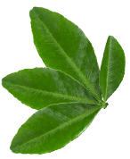 leaf-about-min